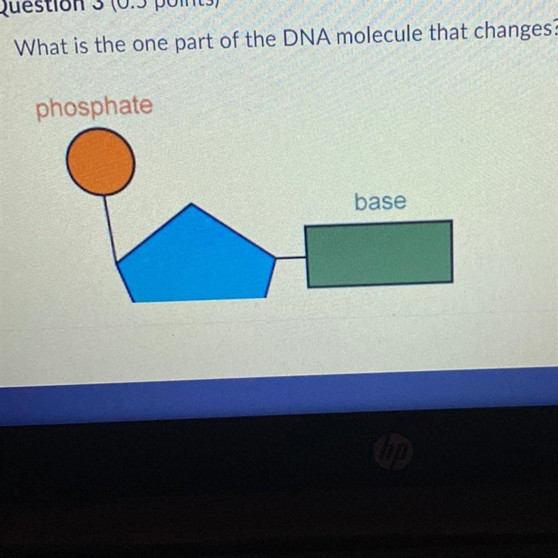 What is one part of the DNA molecule that changes?-example-1