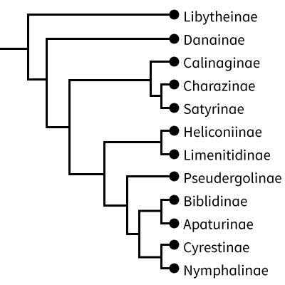 The Nymphalidae belong to the arthropod lineage. Therefore, which statement is most-example-1