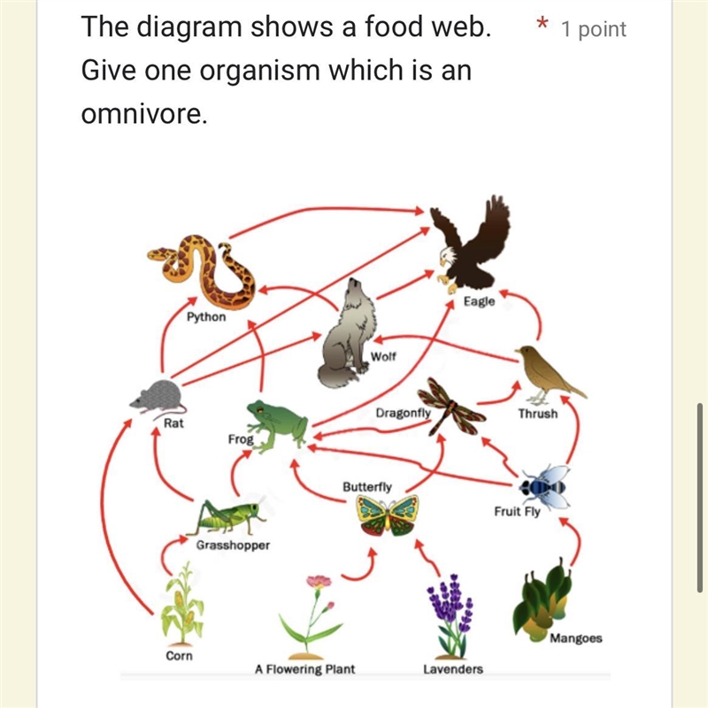 The diagram shows a food web. Give one organism which is an omnivore. Rat Python Corn-example-1