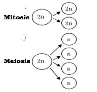 Mitosis and meiosis are both forms of cell division. The results of mitosis and meiosis-example-1