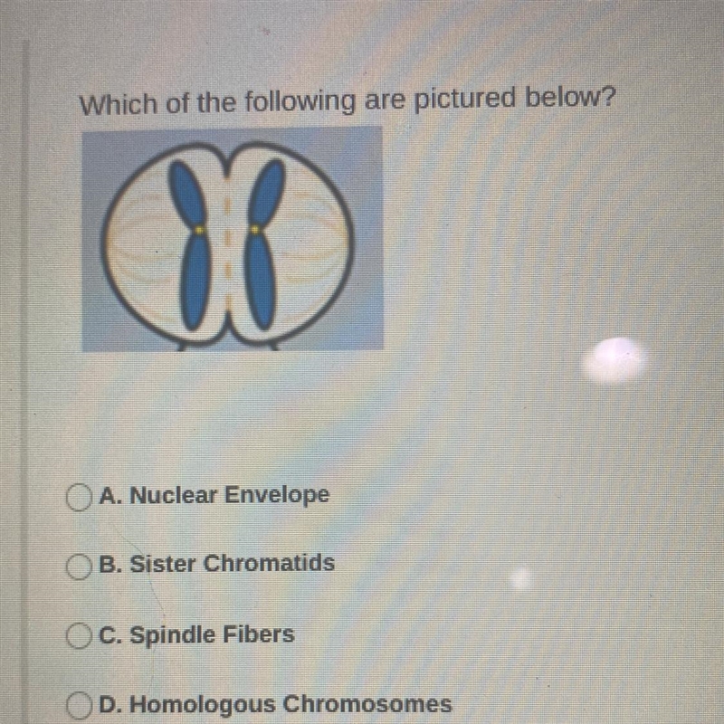 Which of the following are pictured below? A. Nuclear Envelope B. Sister Chromatids-example-1