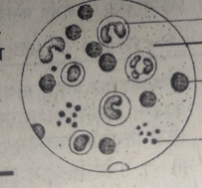 What is shown in the given diagram​-example-1