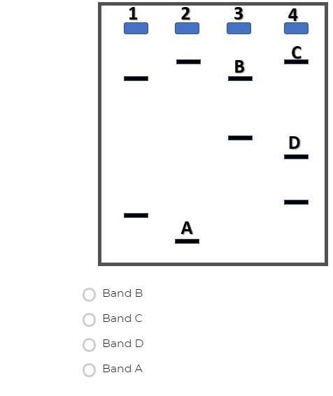 The figure below shows bands of DNA that were separated using gel electrophoresis-example-1