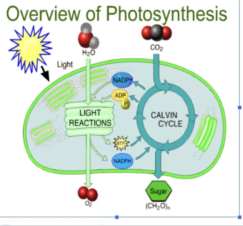 Use this model to explain the process of how photosynthesis transforms light energy-example-1