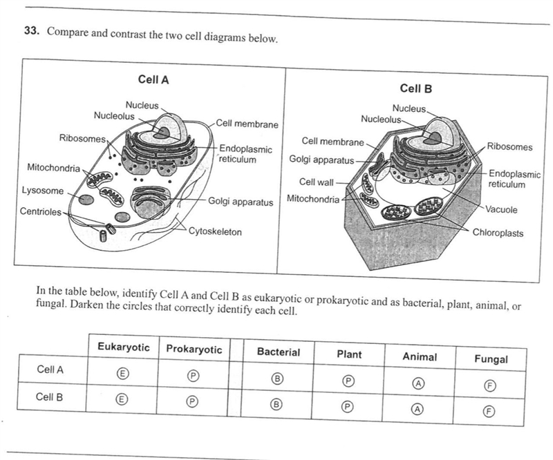 Compare and contrast the two cell diagram below. In the table below, identify Cell-example-1