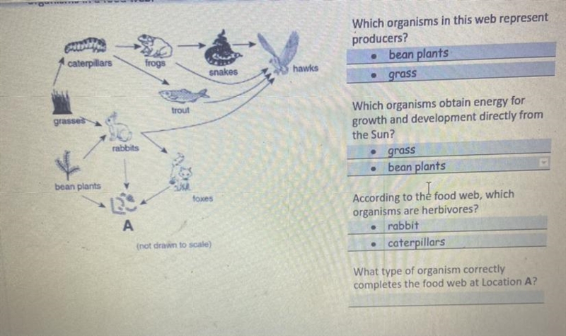 What type of organism correctly completes the food web at location A?-example-1