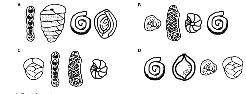 PLEASEEEEEEEE HELP 15 POINTS PLEAASSEEEE Your class is studying rocks from the Cretaceous-example-2