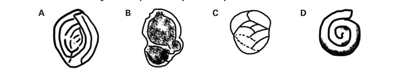 PLEASEEEEEEEE HELP 15 POINTS PLEAASSEEEE Your class is studying rocks from the Cretaceous-example-3