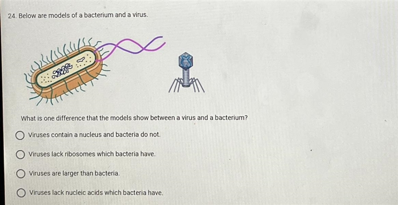 24. Below are models of a bacterium and a virussas:What is one difference that the-example-1