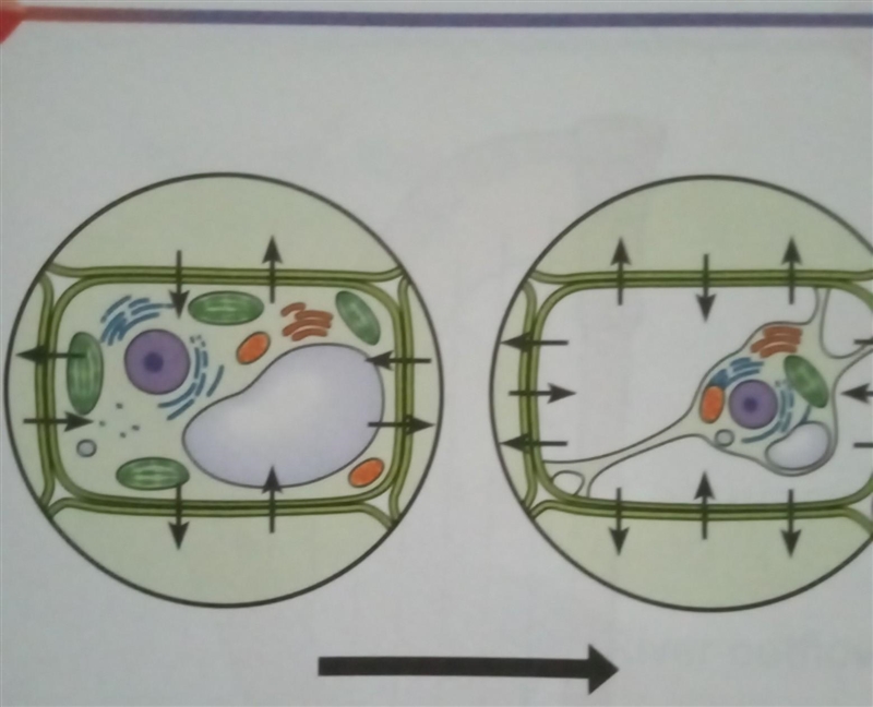 This plant cell was changed because... (A) equal amounts of water moved across the-example-1