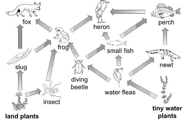 Explain what could happen to the community if all the frogs suddenly died.-example-1