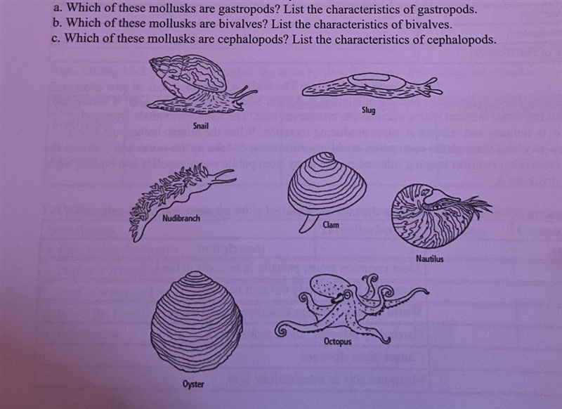 Which of these mollusks are:a) gastropods?b) bivalves?c) cephalopods?List their characteristics-example-1