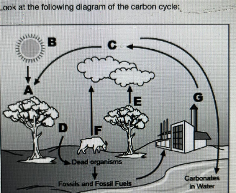 Help me please! Look at the following diagram of the carbon cycle: Which of the following-example-1