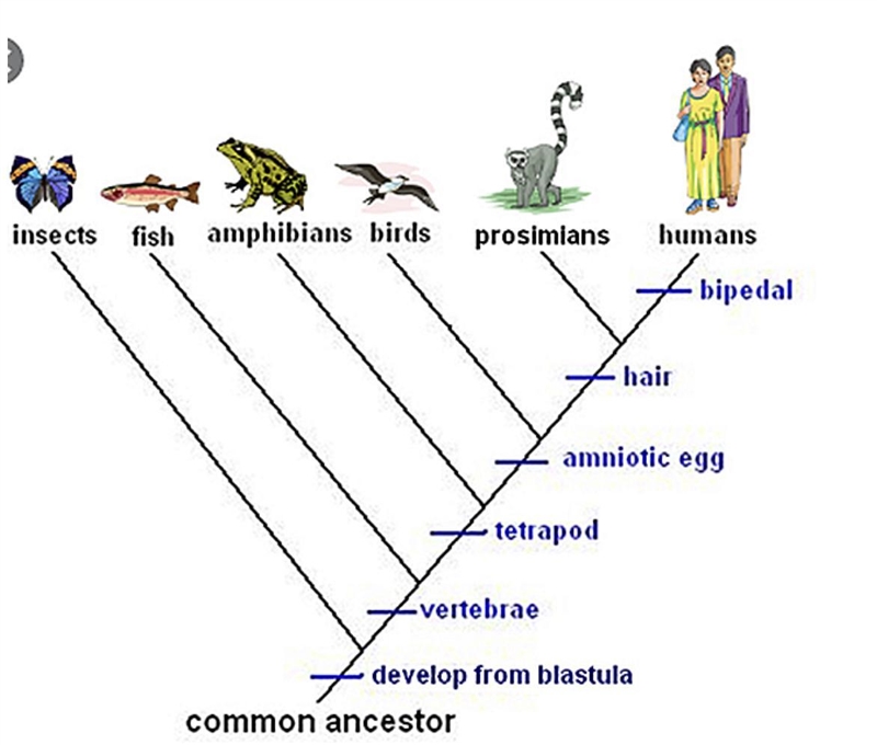 From a classification standpoint, which of these organisms shares the LEAST similarities-example-1