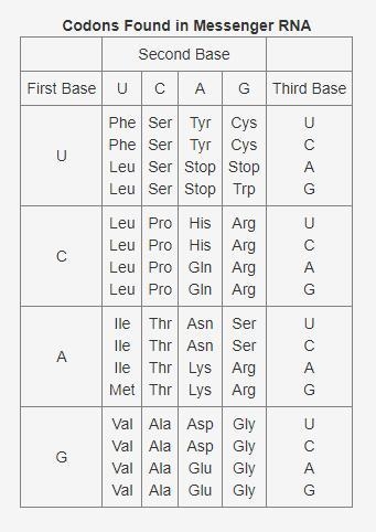 This table shows the codons found in messenger RNA. Using this information, what sequence-example-1