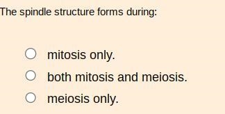 The spindle structure forms during:-example-1