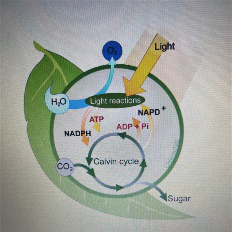 Photosynthesis consists of which two primary steps A. Light Reactions and Citric Acid-example-1