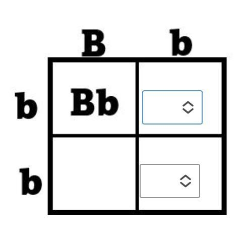 Using the drop down menu, complete the last column of the Punnett Square. please help-example-1