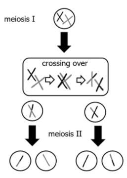 The image shows the formation of daughter cells by the process of meiosis. How does-example-1