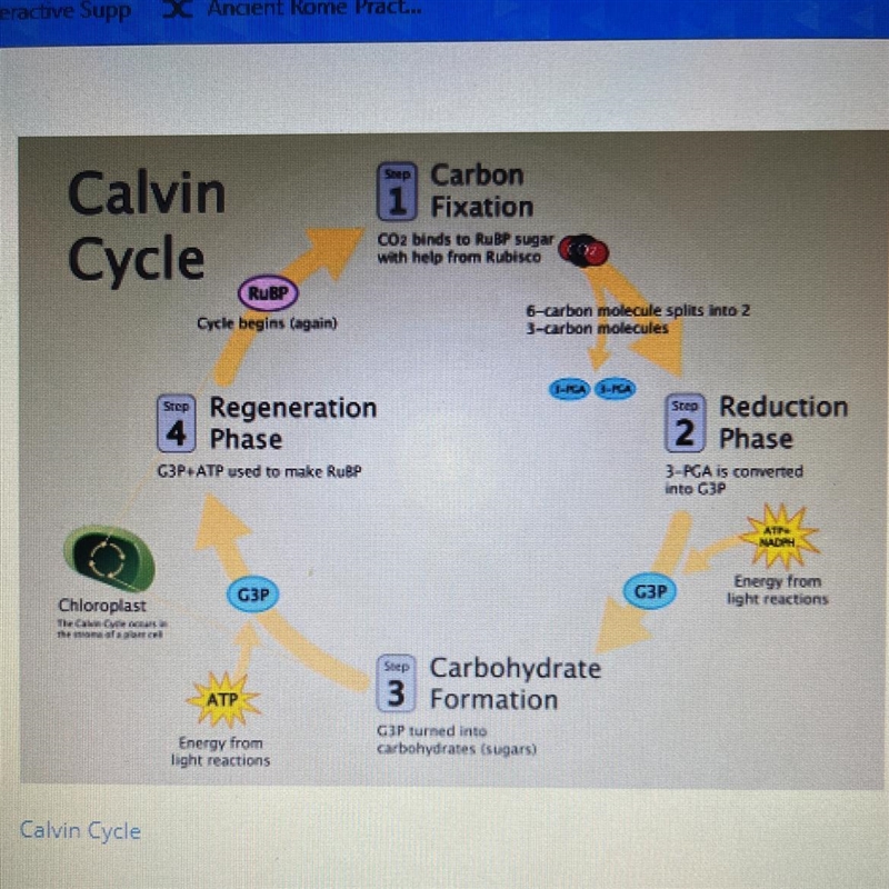 The purpose of the Calvin Cycle is to… A. convert sugar into cocoa puffs cereal that-example-1