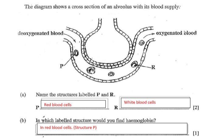 Can someone check if my answers are correct or wrong? thanks-example-1