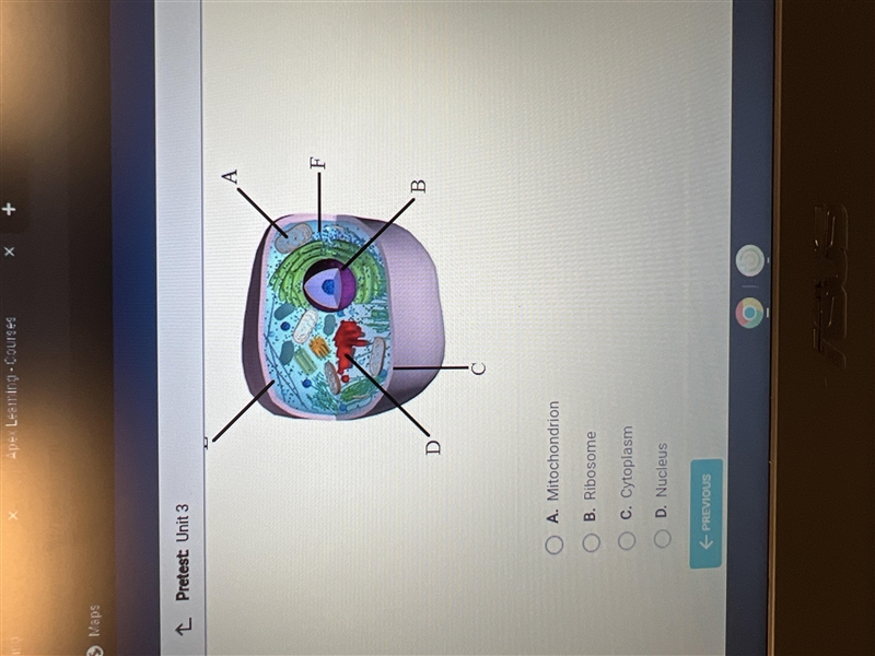 What is the name of the structure labeled F in the diagram below-example-1