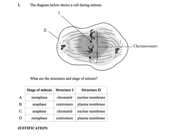 What are the structures and stage of mitosis?-example-1