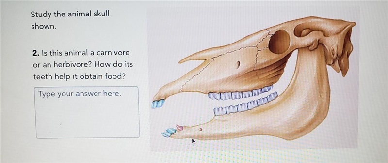 Is this animal a carnivore or an herbivore? How do its teeth help it obtain food?​-example-1