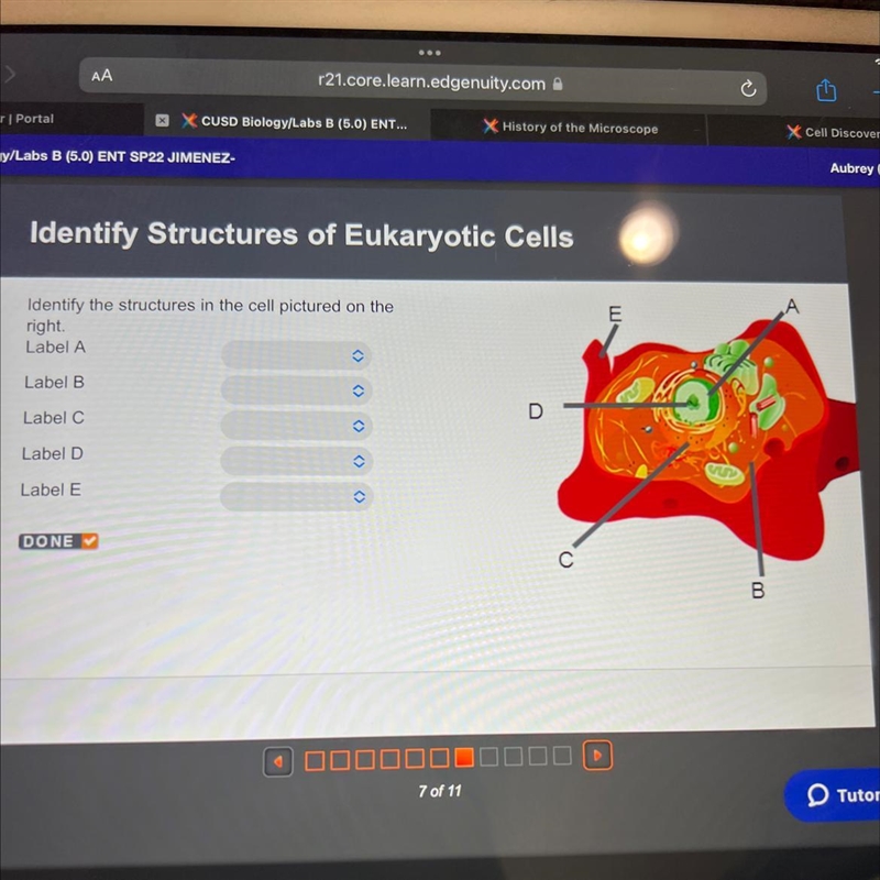 Identify the structures in the cell pictured on the right. Label A E Label B Label-example-1