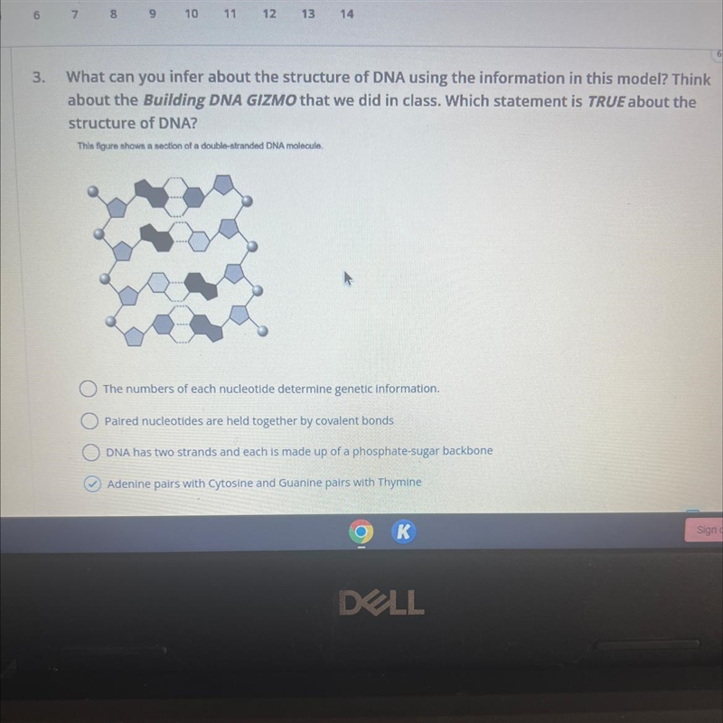 3. What can you infer about the structure of DNA using the information in this model-example-1