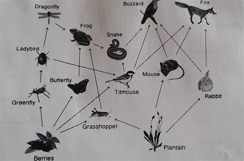 The food chain is attached to help with the 2 following questions: What is the original-example-1