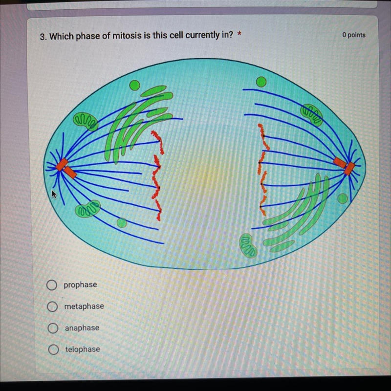 3. Which phase of mitosis is this cell currently in? prophase metaphase anaphase telophase-example-1