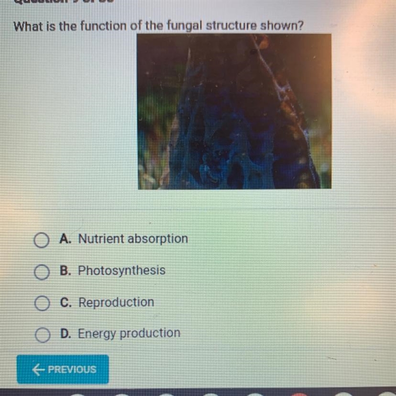 What is the function of the fungal structure shown? • A. Nutrient absorption • B. Photosynthesis-example-1