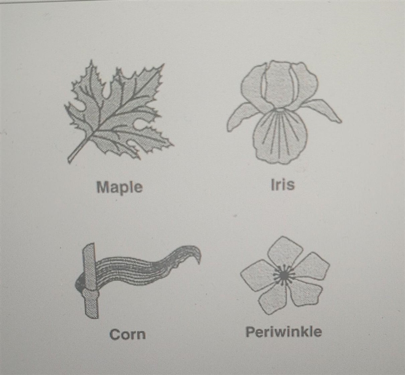 Corn is a monocot. According to the table above, does a corn seed have one or two-example-1