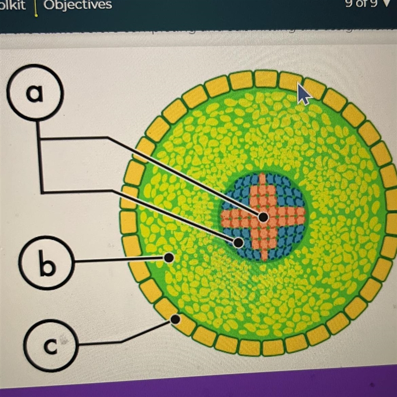 Root Tissues Identify the root tissues. Record your answer under "Slide 5&quot-example-1