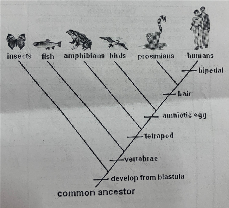 What are the characteristics on the side of the diagram called?Characteristics: amniotic-example-1