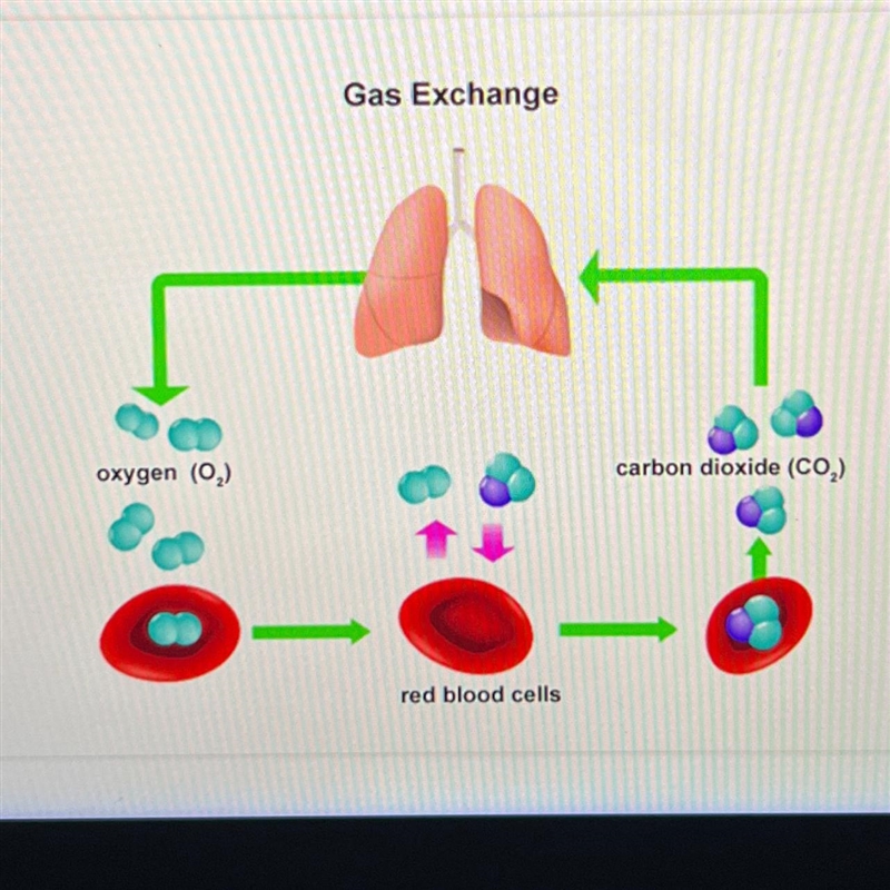 Improve the student's model of gas exchange by drawing the missing component.-example-1