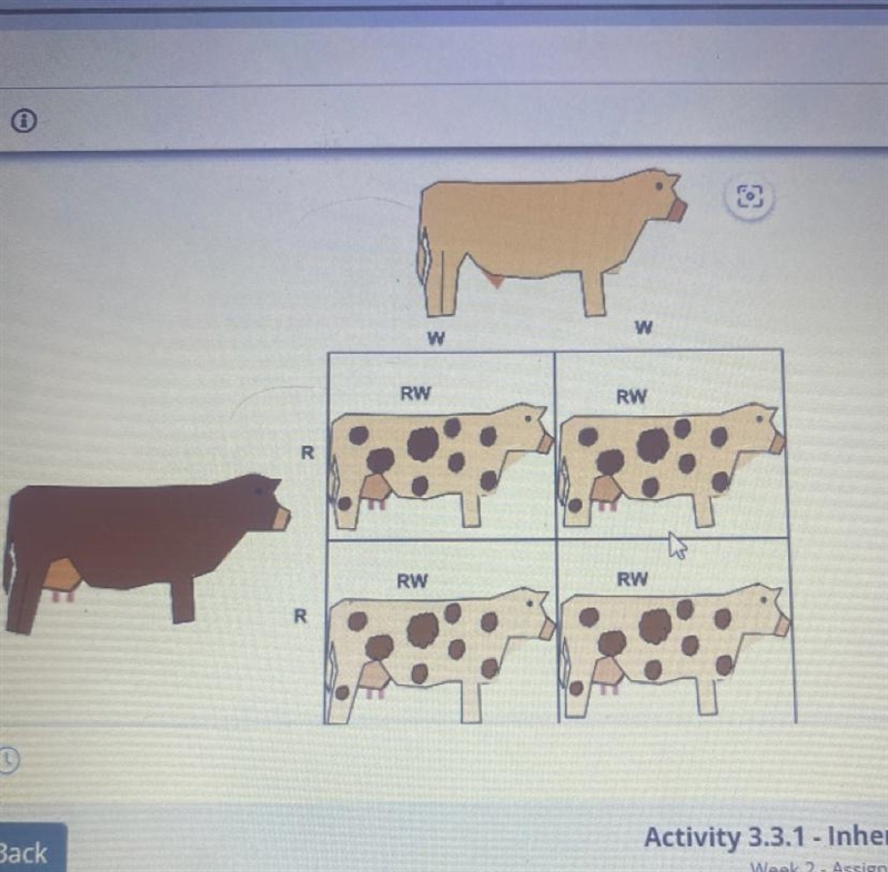 Looking at the punnet square above, how does this demonstrate codominance-example-1