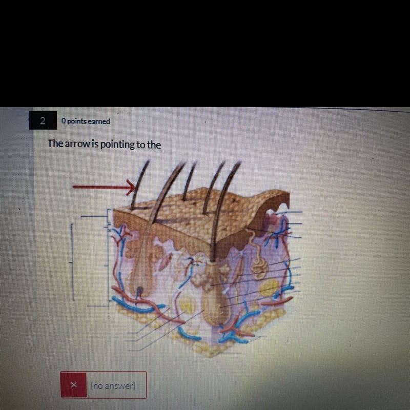 The arrow is pointing to the?-example-1