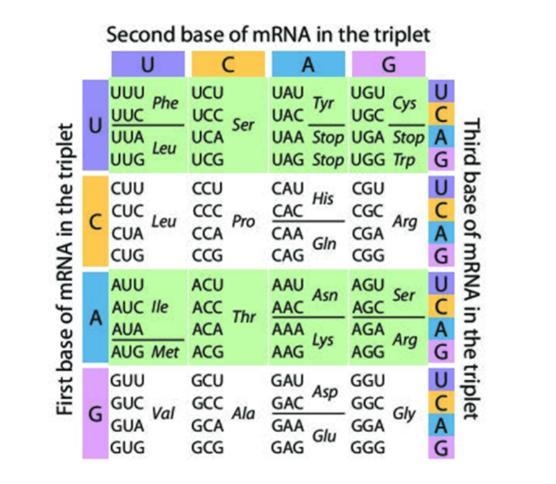 Using the mRNA codons, identify the amino acids. (1 POINT)-example-2