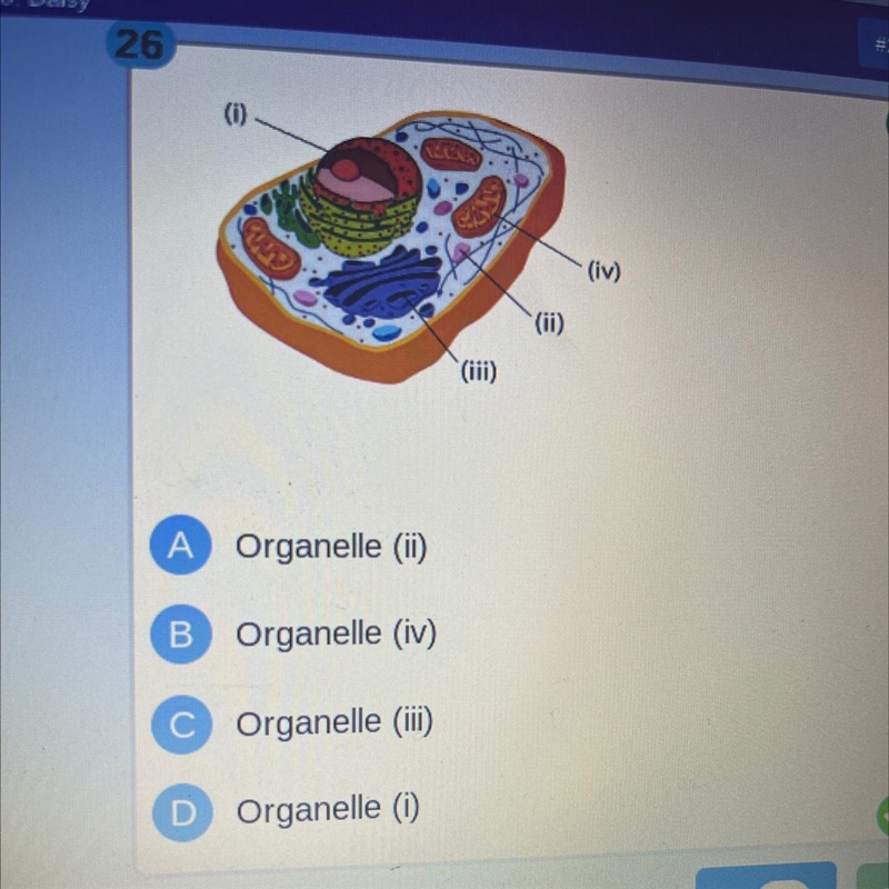 Proteins are made in the ribosomes of a cell, whereas DNA is found only in a . organelle-example-1