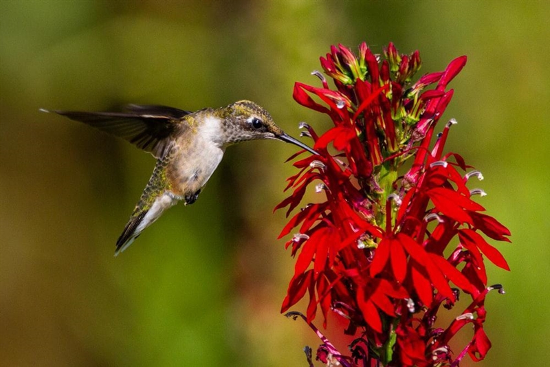 Why do most red flowers get pollinated by birds?-example-1