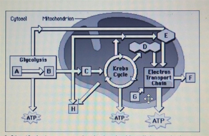 Identify the important molecules involved in cellular respiration. pls help me​-example-1