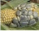 Fungi can be beneficial or destructive. One type of fungi, corn smut, attacks grain-example-1