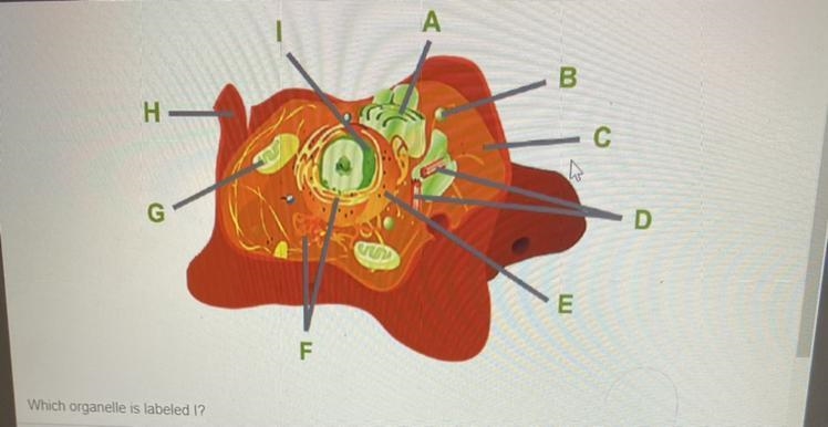 Which organelle is labeled I? A:cell membrane B:ribosome C:endoplasmic reticulum D-example-1