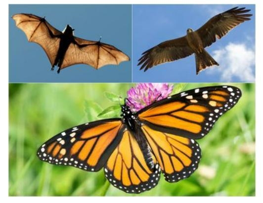 The image below shows several different organisms that have the ability to fly. All-example-1