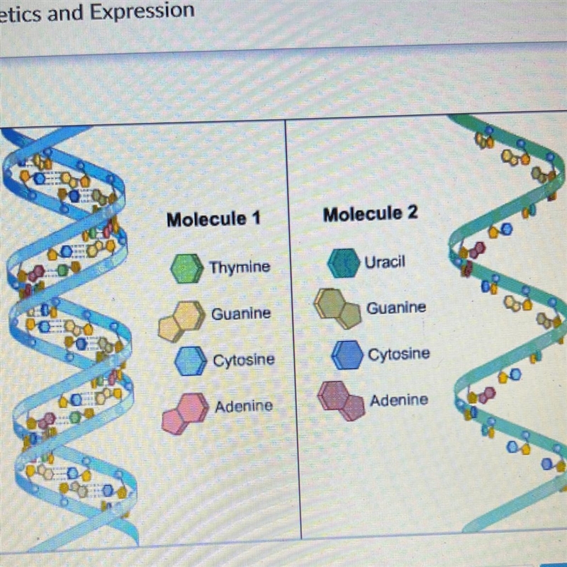 Which statement best explains the overall function of Molecule 2 in the diagram? O-example-1