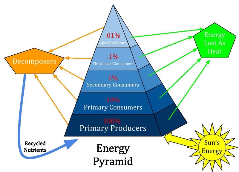 Food chains never have more than five trophic levels. Based on your experiences with-example-1