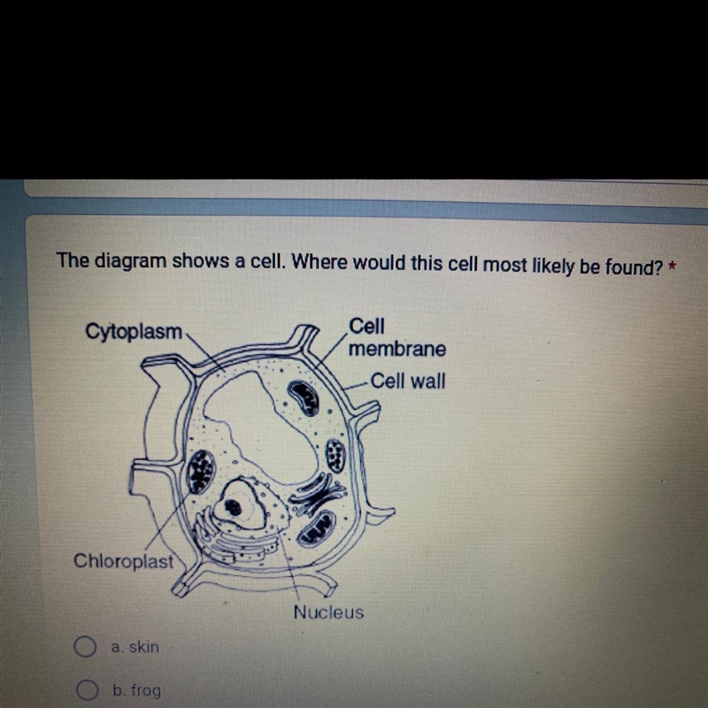 The diagram shows a cell. Where would this cell most likely be found? a.skin b.frog-example-1