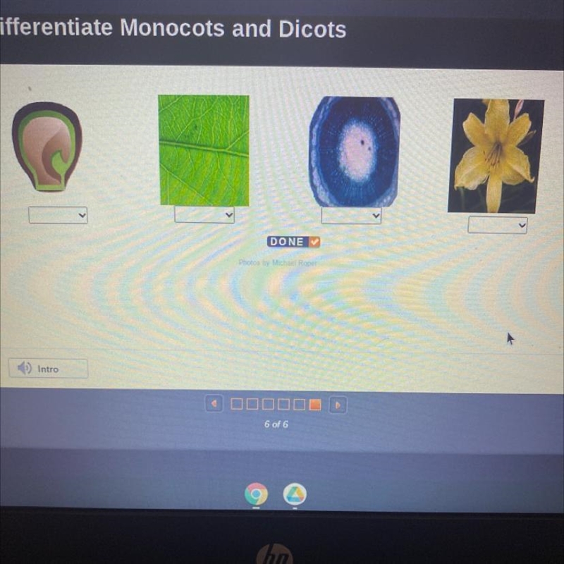 Differentiate Monocots and Dicots-example-1